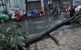 Bão số 1 quật ngã cây cối khắp Sài Gòn