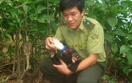 Cứu hai gấu ngựa ba tháng tuổi