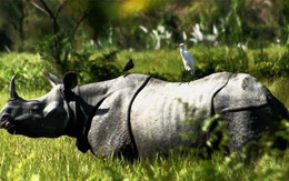 Ấn Độ: số lượng tê giác một sừng tăng