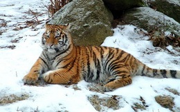 Nga xây công viên quốc gia bảo vệ hổ Amur