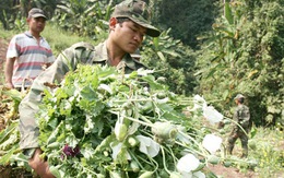 Lùng và diệt cây thuốc phiện