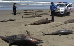 Hàng trăm cá heo chết bí ẩn ở Peru