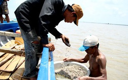 Chủ bầu và "sò tặc"