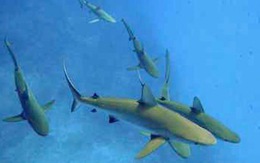 Cá mập ở đá ngầm Thái Bình Dương giảm mạnh