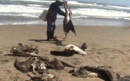 Peru điều tra vụ chim chết hàng loạt