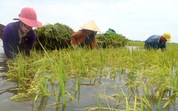 Nông dân chê... bảo hiểm nông nghiệp