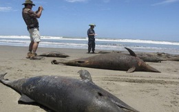 Vụ chim, cá chết hàng loạt: Peru cảnh báo người dân