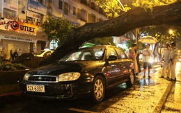 Sài Gòn mưa lớn, cây ngã đè ôtô