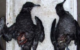 Chim chết hàng loạt tại Chile