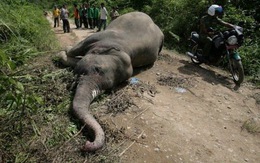 Voi Sumatra quý hiếm bị giết ở Indonesia