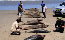 Peru: 900 cá heo chết do "nguyên nhân tự nhiên"