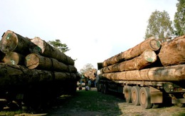 Gia Lai: phạt hàng trăm xe chở gỗ quá khổ quá tải