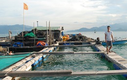 Người TQ nuôi cá bè: Phát hiện 2009, xử lý 2012!