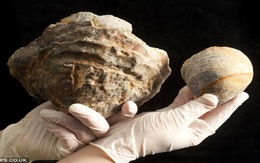Phát hiện hóa thạch hàu 100 triệu năm tuổi