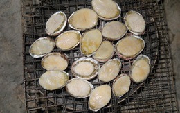 Ăn bào ngư ở Cù Lao Chàm