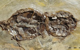 Tìm thấy nhiều hóa thạch rùa trong tư thế giao phối