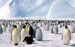Băng tan đe dọa chim cánh cụt hoàng đế