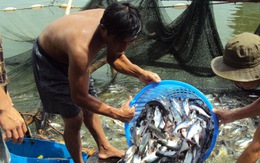 Khẩn cấp cứu người nuôi cá tra