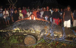 Philippines: cá sấu khổng lồ vào sách kỷ lục Guinness
