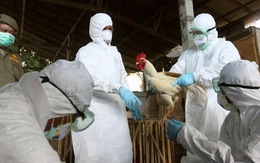 Xuất hiện dịch H5N1 ở Tân Cương