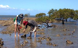 Bắt hàu ở đảo Bribie