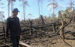 Triệt hạ rừng ở Hương Khê