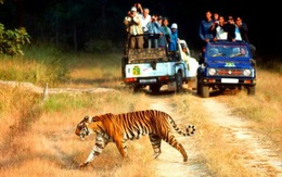 Ấn Độ cấm du lịch trong công viên hổ