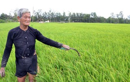 Trả đất cho dân trồng lúa