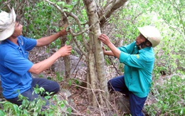 Đề nghị bảo tồn rừng trắc Phú Yên