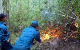 Bình Định: cháy rừng đe dọa hàng chục hộ dân