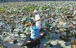 Cú sốc dioxin