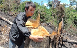 8 tháng, 176 vụ phá rừng