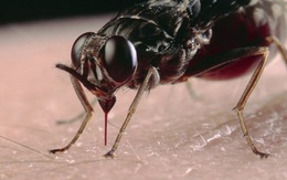 Hình ảnh chi tiết đầu tiên về loài bọ hút máu