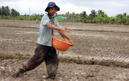 Lúa giống Trung Quốc chỉ để làm... bánh