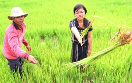 Những hạt giống quý của buôn làng