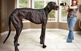 Chó cao nhất thế giới