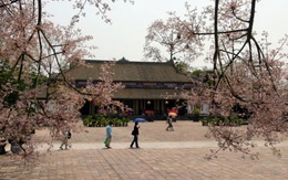 Bảo tồn "kỳ hoa dị thảo" tại cố đô Huế