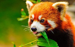 "Cáo lửa" FireFox lên 10 và những cột mốc đáng nhớ