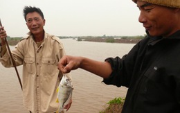 "Cần thủ" sông Hồng