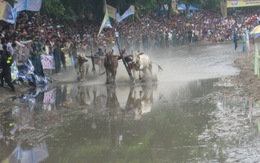 Sôi động lễ hội đua bò Bảy Núi