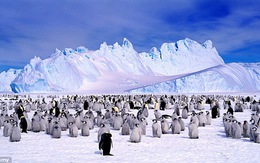 Diện tích băng Nam cực mở rộng kỷ lục