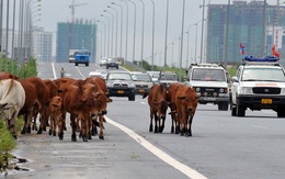 Đàn bò trên đại lộ Thăng Long