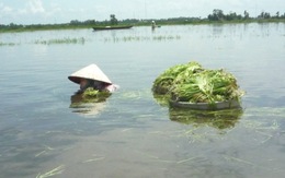 Vào mùa hẹ nước