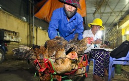 Nhập 70.000 -100.000 tấn gà loại thải TQ/năm