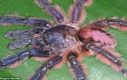 Phát hiện một số loài nhện lông cổ và nhỏ nhất thế giới