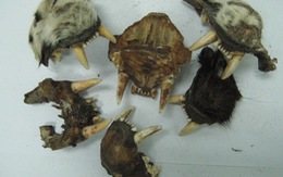 "Quà biếu" là 117 móng, răng động vật quý hiếm
