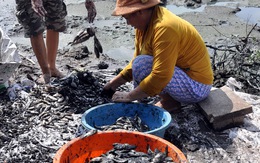 Ô nhiễm "bủa vây" người nuôi trồng thủy sản