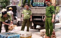 Bắt 4 tấn gà thải nhập lậu vào Việt Nam