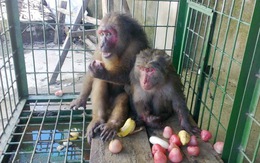 Giải cứu thành công hai con khỉ quý hiếm