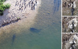 Hiện tượng kỳ thú: cá trê lên bờ đớp bồ câu